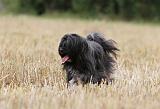 TERRIER DU TIBET 094